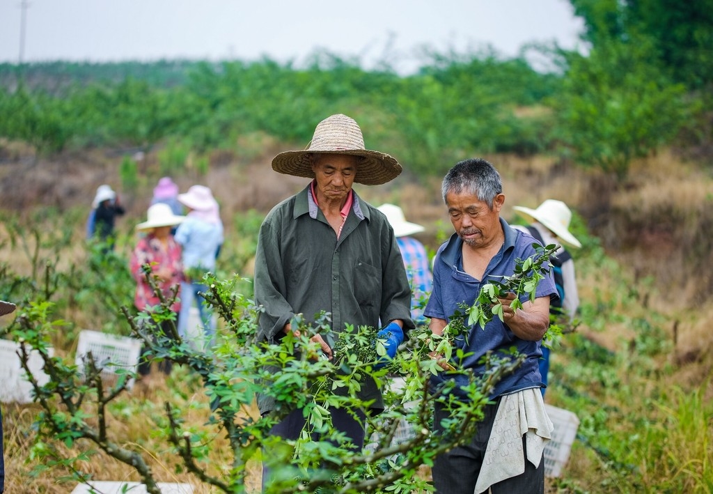自贡市沿滩区农业振兴,自贡市沿滩区乡村振兴项目