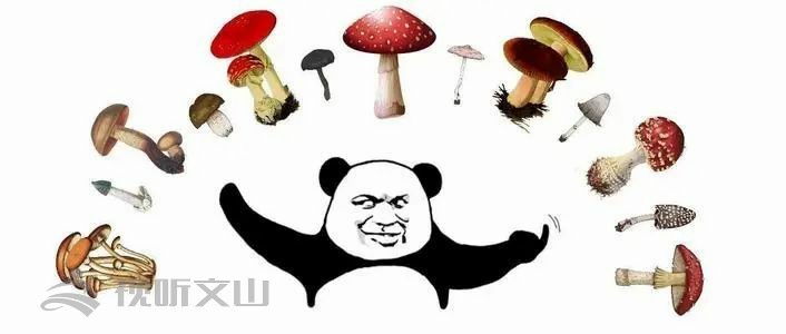 2021年文山野生菌上市情况,文山野生菌已陆续上市