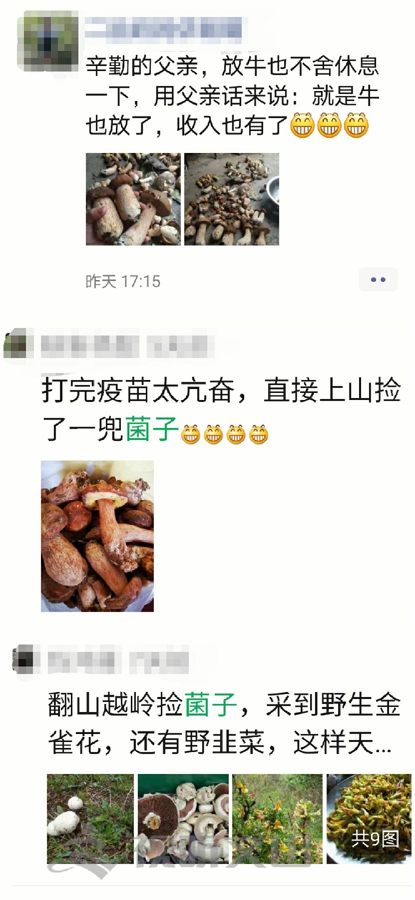 2021年文山野生菌上市情况,文山野生菌已陆续上市