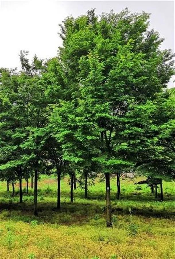 湖北省黄冈市的市花是什么,黄冈市花是什么