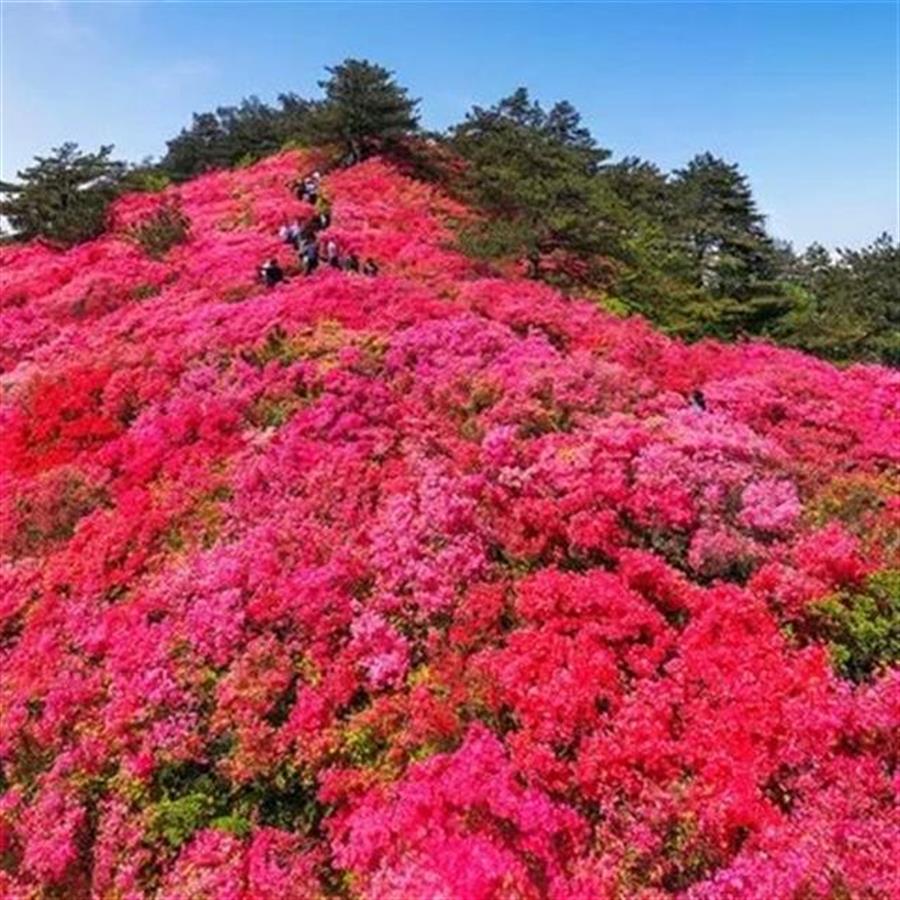 湖北省黄冈市的市花是什么,黄冈市花是什么