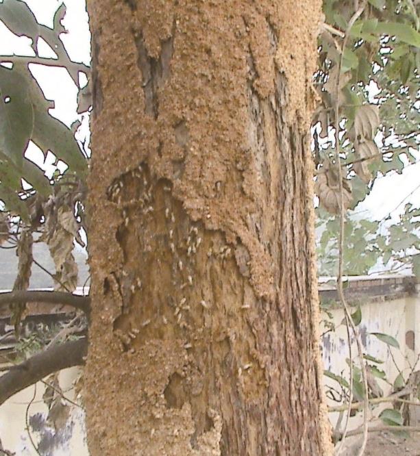 白蚁纷飞期怎么预防,白蚁常见的防治方法