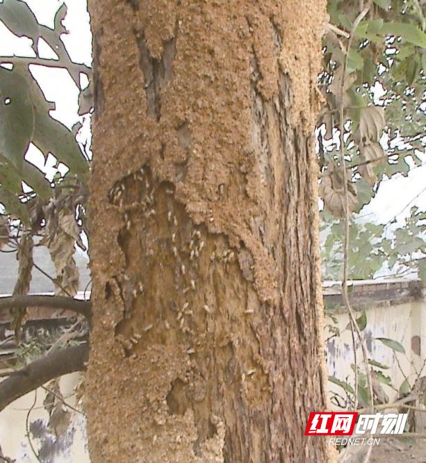 白蚁来袭莫慌这份防蚁攻略请收好,关于如何注意防白蚁的事项