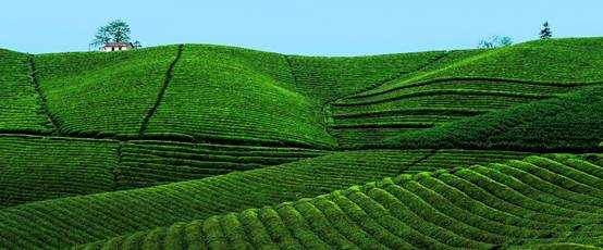 共绘乡村振兴美好画卷,共绘乡村振兴美丽画卷