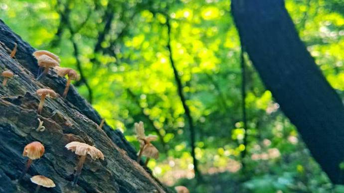 济南佛峪景区漫山红遍惹人醉,雪后济南惊艳