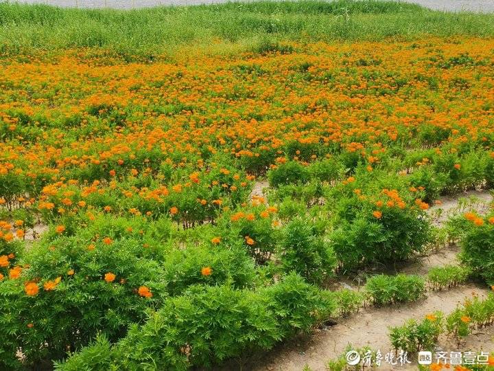 济南黄河网红打卡地攻略最新,济南网红打卡地景点经三路