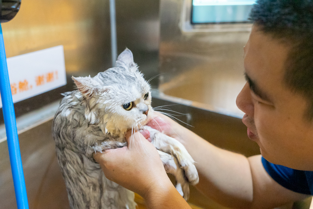 成都现24小时自动洗宠店,爱宠及宠24小时自助洗宠优惠