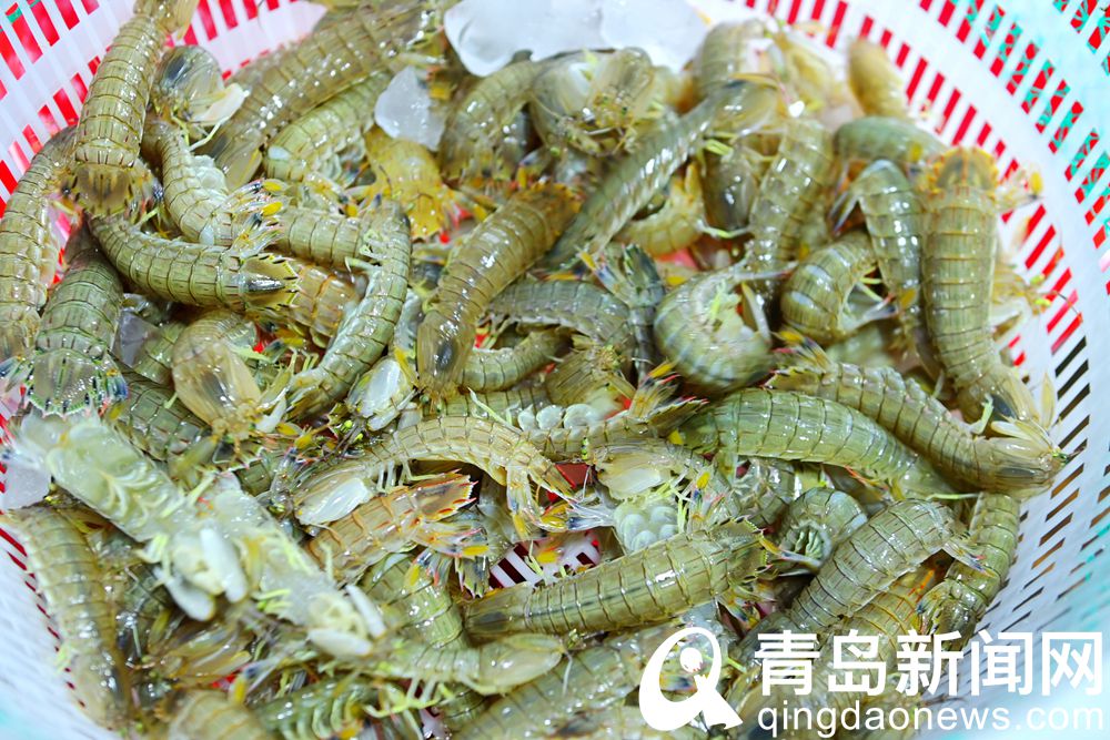 青岛海鲜直播七鲜海汇卖货,青岛海鲜水产直播卖货