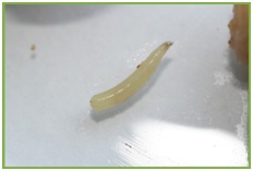 进口水果小百科系列,进口水果知识书