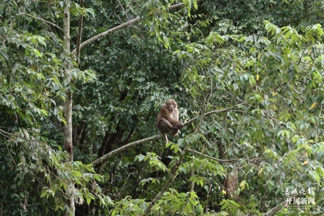 龙陵小黑山黑熊,熊猴现身保山龙陵