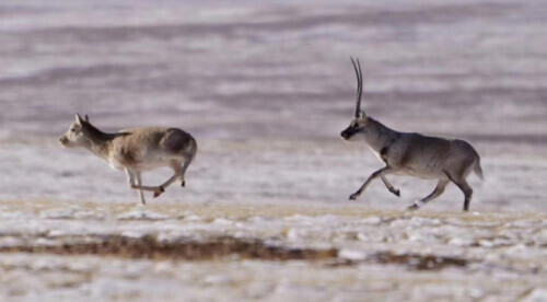 藏羚羊迁徙之谜原因,藏羚羊为什么被称为高原精灵