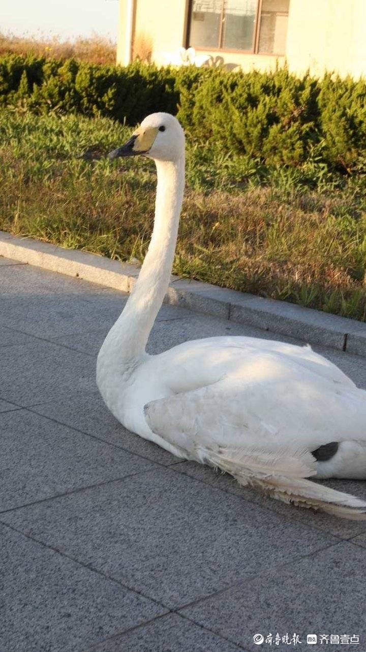 黄河谣之一：当一只天鹅成为“女儿”