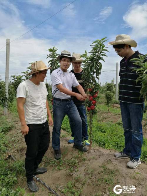 苹果树新品种果园展示墙,多主干树形苹果的培育