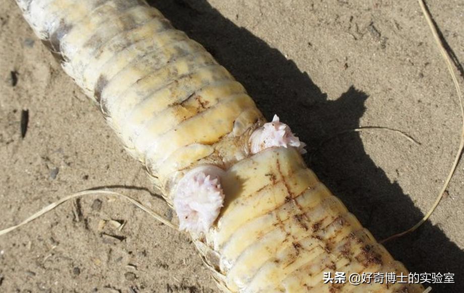 深海里有哪些鲜为人知的神秘生物,深海浮游生物图片