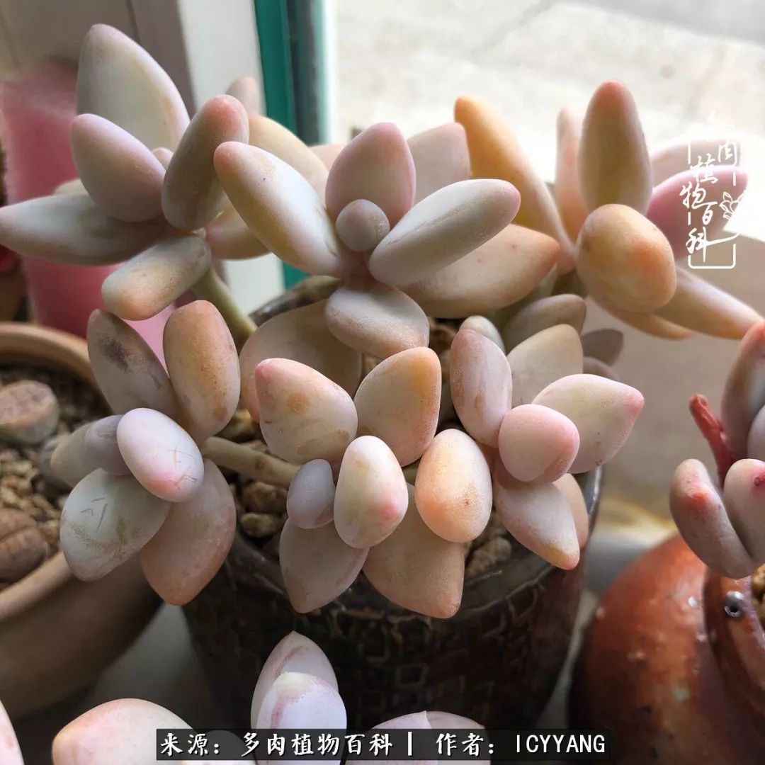 室内阳台多肉的养护方法,景天多肉养护