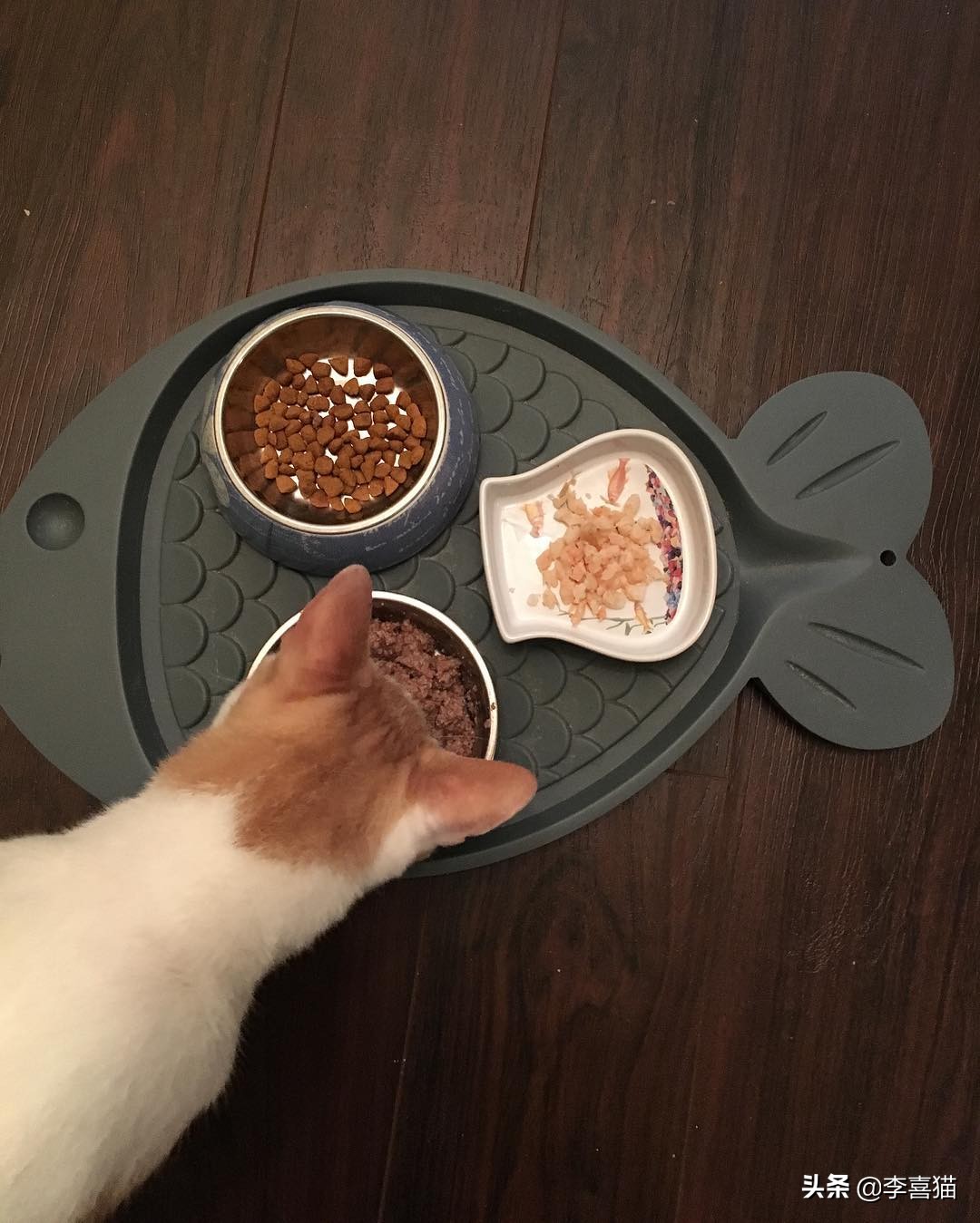 关于猫咪的这些小知识你都知道吗,揭秘猫咪的四个冷知识你知道吗