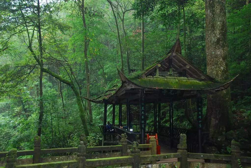 云南野水仙花,云南野的水仙花