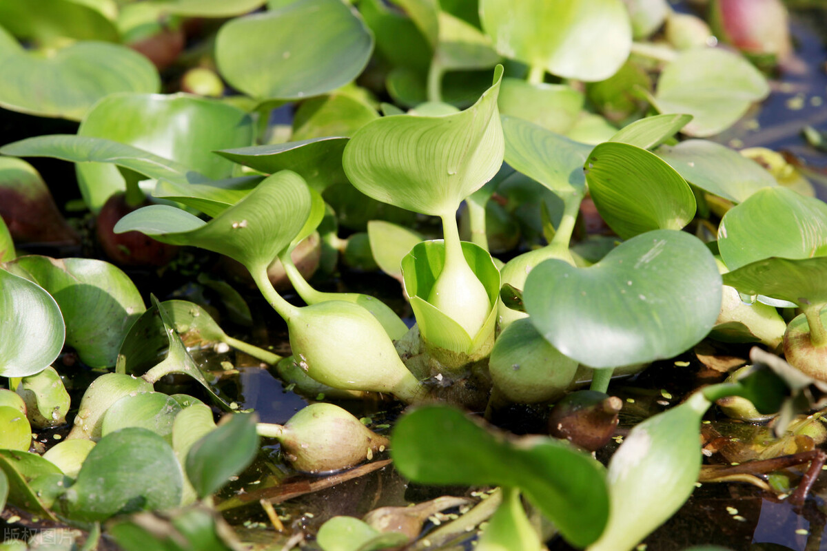 水葫芦冬天怎么过冬才不会冻死,水葫芦怎么过冬能土栽吗