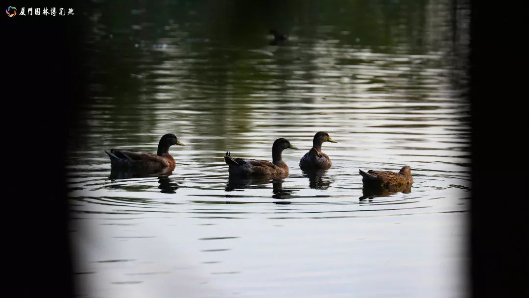 速来!园博苑有让*欲人**罢不能的季相变化之美,还有众多萌物陪伴你~