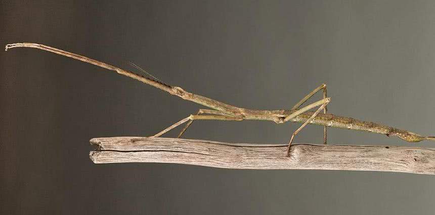 大自然伪装动物,为什么各种动物有自己的特点