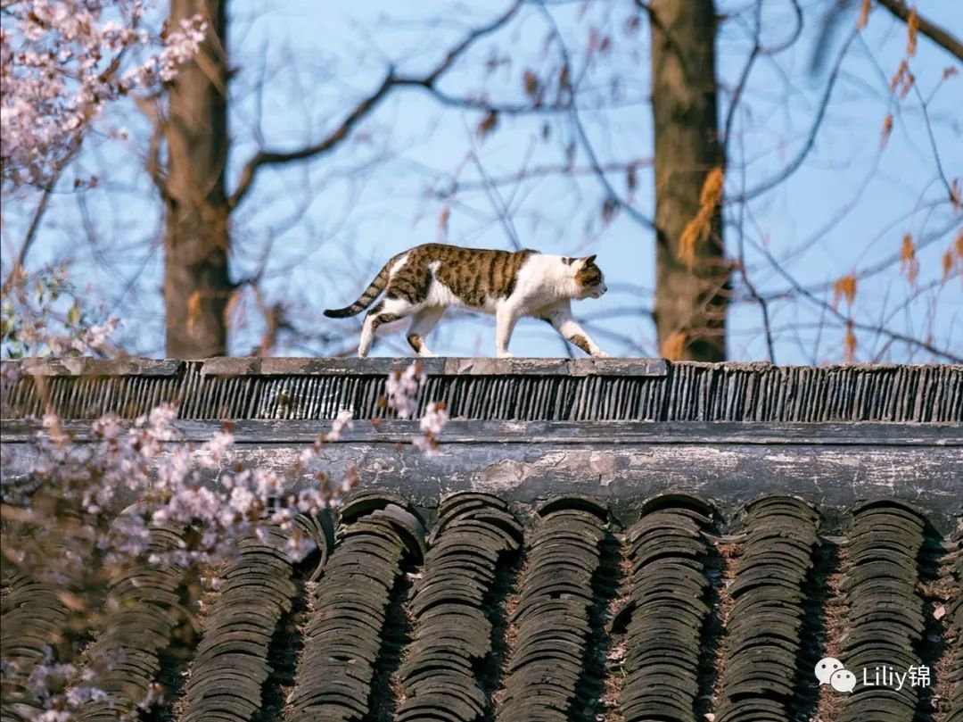 双十一购物英语感受,双十一购物感悟