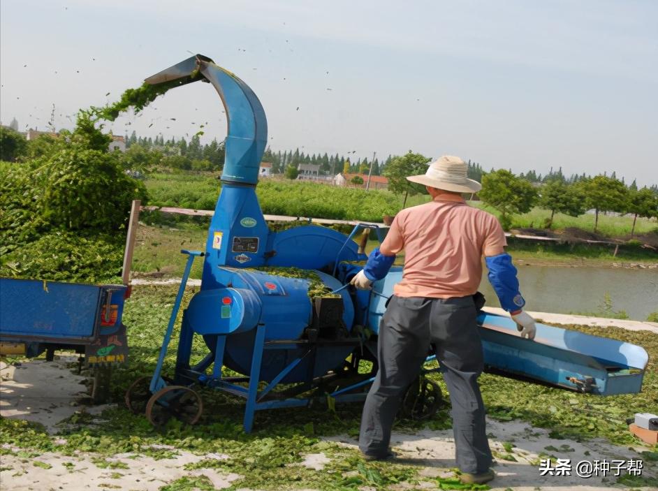饲料桑品种,饲料桑品种介绍