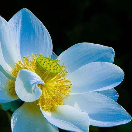 饱和露和纯露的区别,饱和玫瑰精油纯露