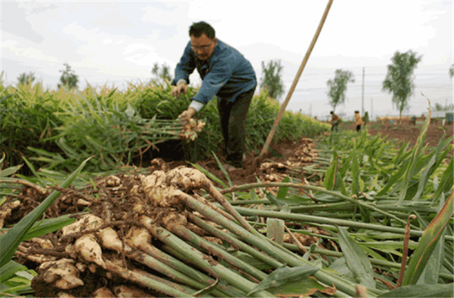 生姜种植技术总结及整理方法,生姜种植技术步骤