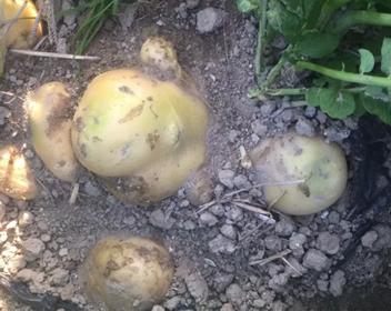 马铃薯怎么预防发芽,马铃薯发绿是什么原因