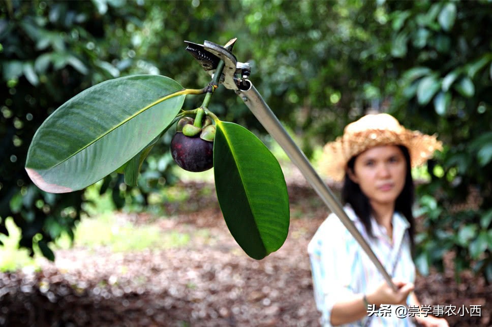 山竹为何这么贵有哪些奇效,山竹贵吗多少钱一斤