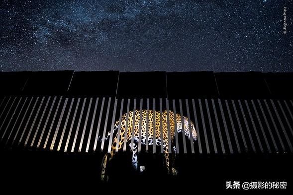 世界上让人惊讶的5种动物,震撼的动物世界视频