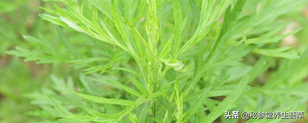 益母草可以调经,益母草可以活血化瘀吗