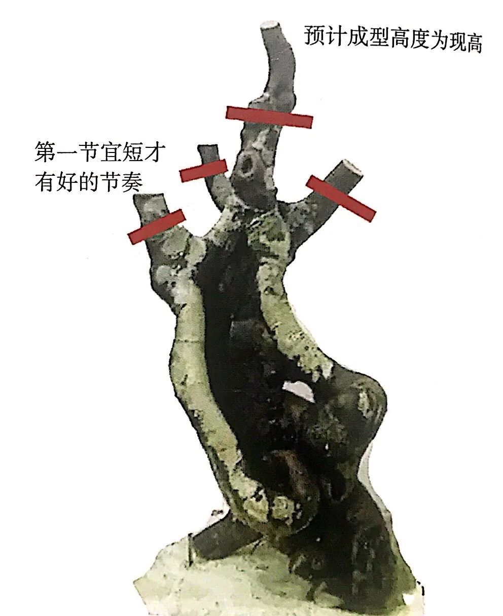 小榆树盆景设计100种形态,榆树盆景用的榆树是什么品种