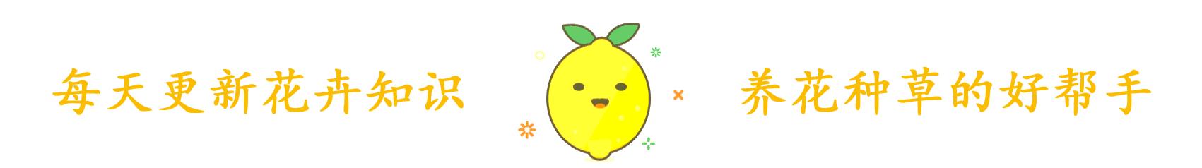 养花必备植物嫁接和养护技巧,养花匠秘籍