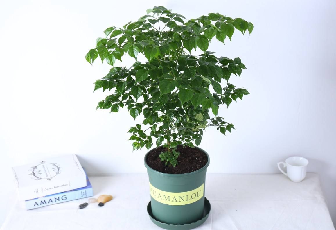 怎么挽救幸福树叶片干又黄,幸福树叶黄怎么处理