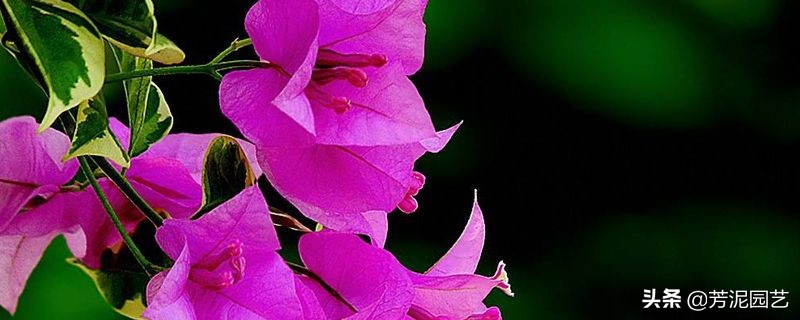 三角梅长蚜虫是什么原因,三角梅有蚜虫吗