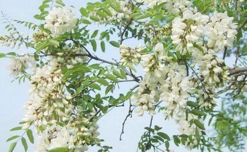 国槐和洋槐的区别有哪些,槐树跟洋槐的区别