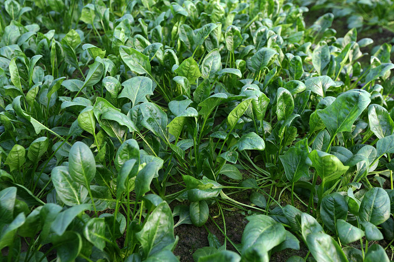 初夏季节种植什么蔬菜,霜降后种植什么蔬菜可以越冬