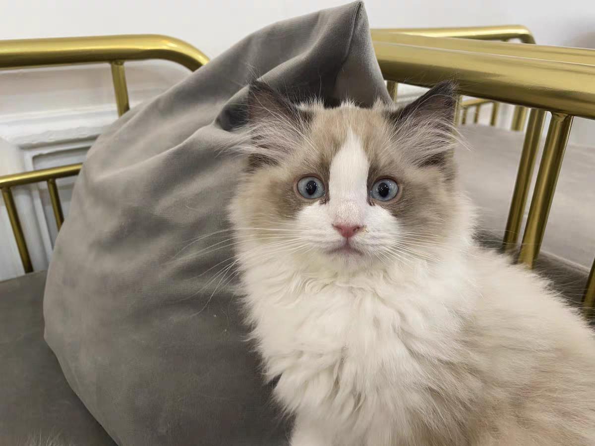 猫拉屎猫粮没消化,猫吃什么猫粮排便不臭