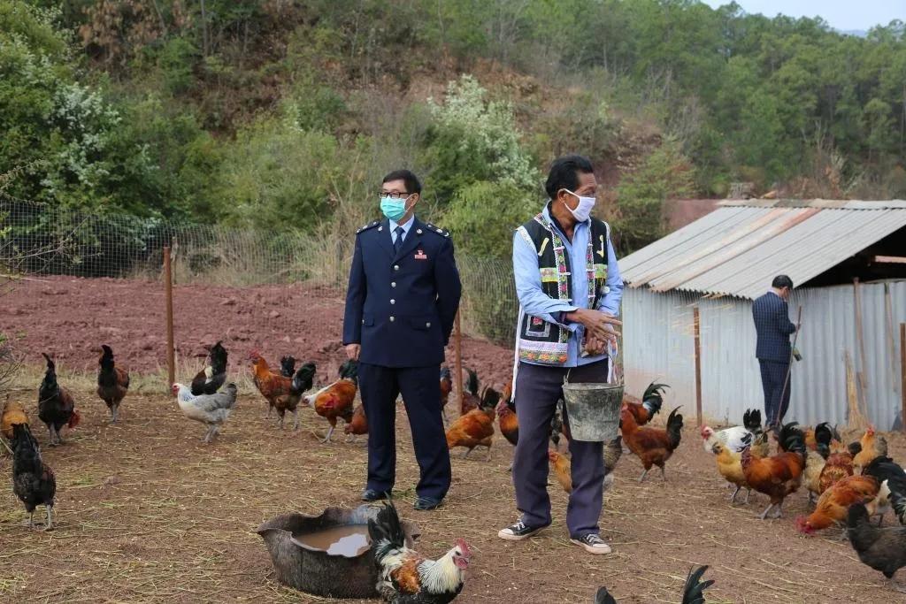 巍山干部出力，帮贫困户滞销农产品找销路