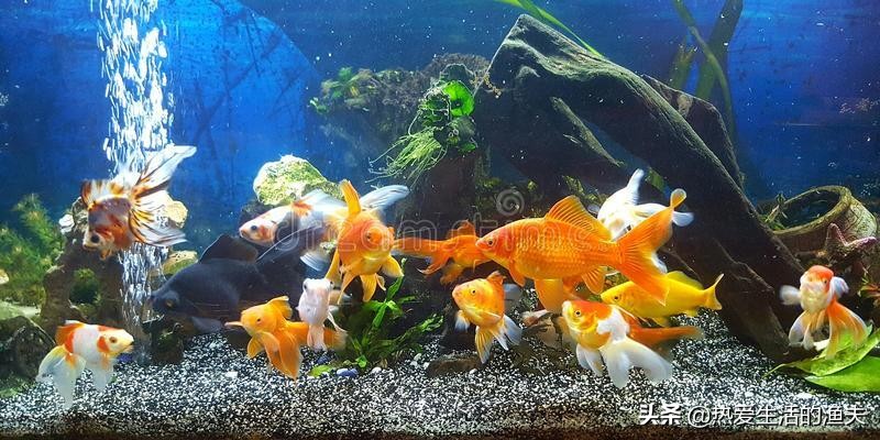 草金鱼身上有出血状红斑,金鱼身上有出血和炸鳞