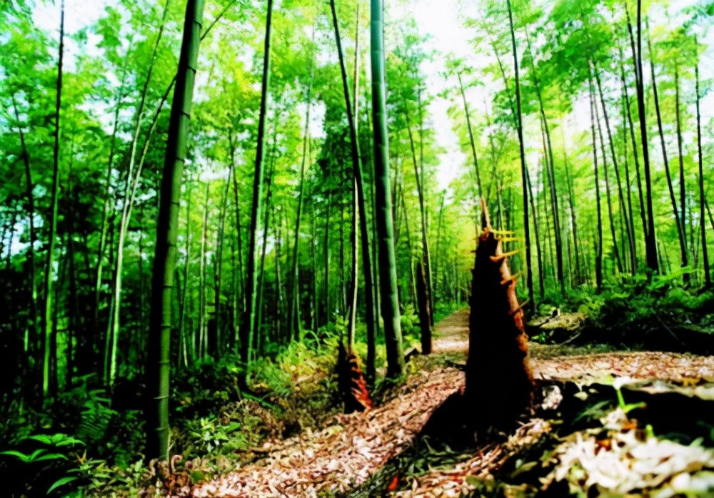 云贵川农产品土特产竹笋,重庆市忠县白石镇竹笋