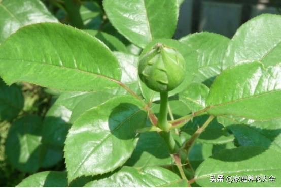 刚买的月季苗如何种植,买回来的月季苗怎样上盆