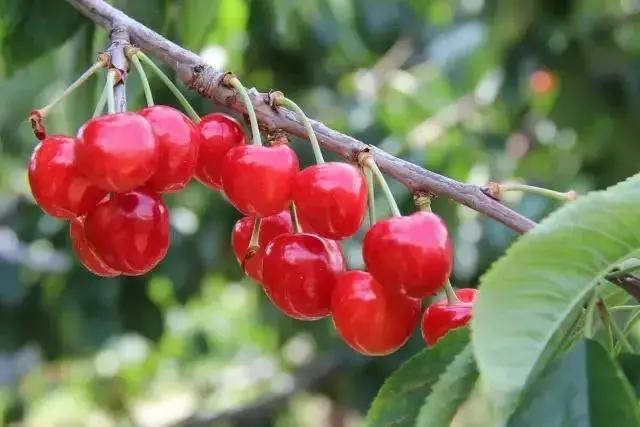 西安西郊摘樱桃最佳地方,长安区附近樱桃采摘的地方