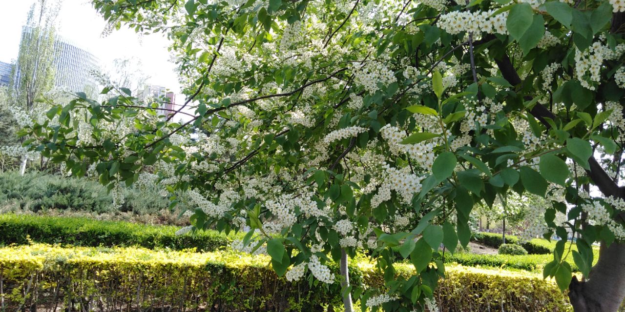 沈阳长白岛森林公园一日游攻略,长白岛森林公园五一