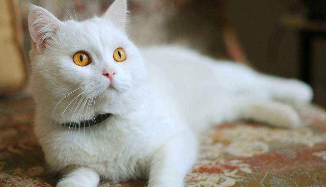 母猫常见的妇科疾病,如何保持母猫妇科健康