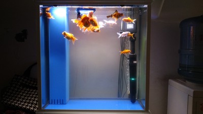 快速解决鱼缸绿水的方法,鱼缸绿水快速解决方法