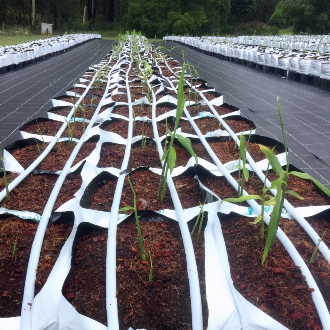 如何在美国种植生姜,露台生姜种植方法图解