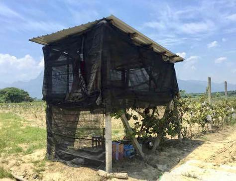 普法:江西53岁大爷被性侵案,刑法修正案九实施前后的代表性案件