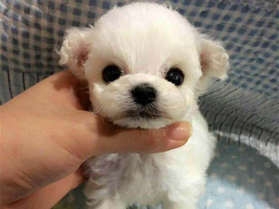 茶杯犬辟谣出售,茶杯犬博美犬背后的真相